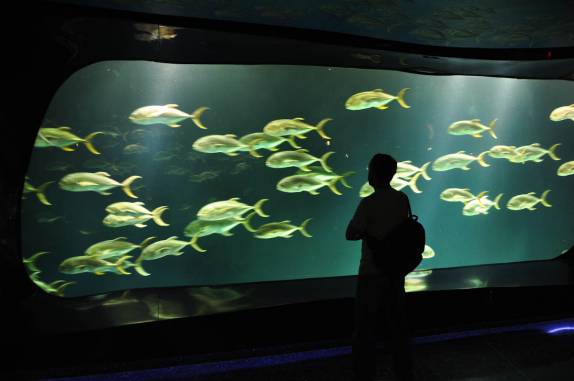 Visita ao incrível Aquário de Atlanta, na Georgia - EUA